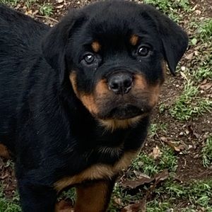 Meet your Posher, Abraham